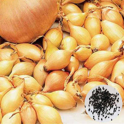 CYBEXIS Onion Seeds Organic Vegetable2000 Seeds Seed(2000 per packet)