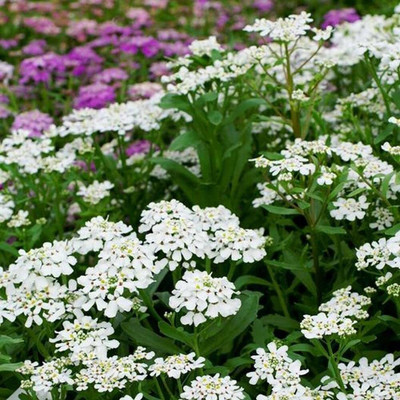 Aywal umbellata Dwarf Fairy Mix - Candytuft Seed(80 per packet)