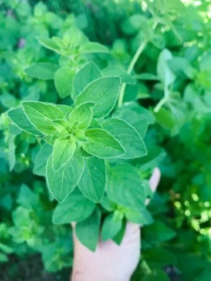 Quentova Oregano Organic Herb Plant-GBPUT-10B Seed(200 per packet)