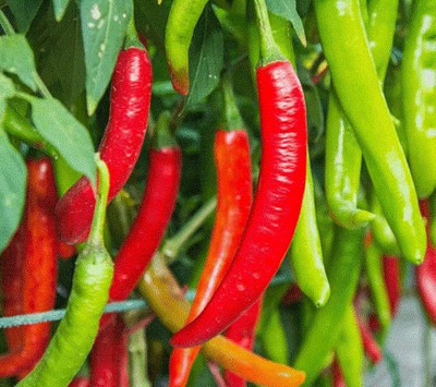 BDSresolve chilli seeds all variety combo/chlli seed 82 Seed(82 per packet)