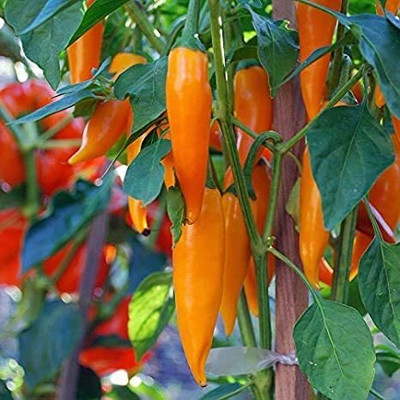 CYBEXIS Bulgarian Chilli Pepper Plant Seeds2400 Seeds Seed(2400 per packet)
