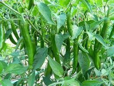 Seedsqlty Black chilli seeds for home gardening, high germination (20 seeds) Seed(20 per packet)