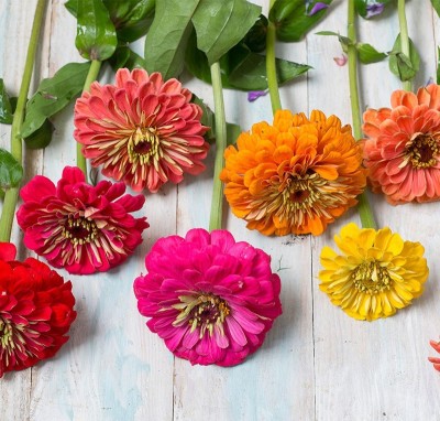 CEZIUS Flower Seeds For Home Gardening Zinnia Seeds - Mix Seed(100 per packet)