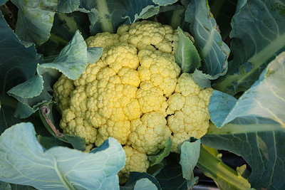 Elysian Enterprises white cauliflower,gobhee seeds Seed(13 per packet)