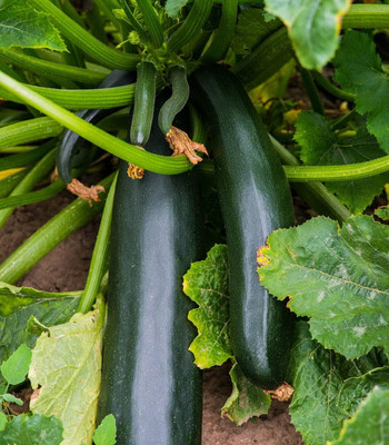 Biosnyg F1 Hybrid Black Beauty Zucchini Vegetable Seeds For Gardening - (100 Seeds) Seed(10 per packet)