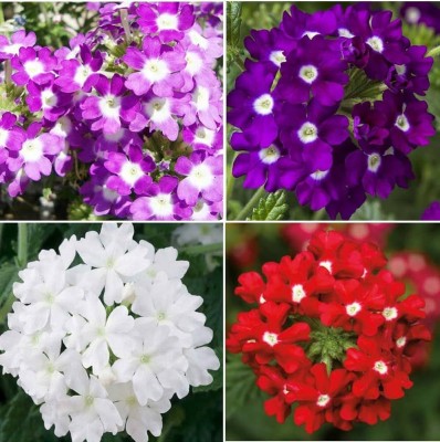 BDSresolve Verbena seeds PACK OF 61 Seed(61 per packet)