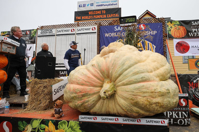 VNR Fresh VNR Pumpkin Hybrid Vegetable Seed(100 per packet)