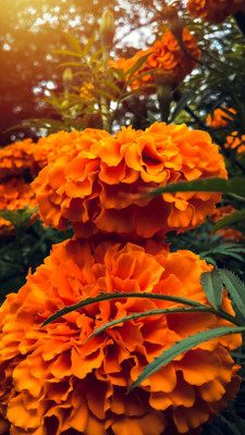 DEYS AGRO AFRICAN mix color fi hybrid, marigold seeds, seeds for your home garden Seed(130 per packet)