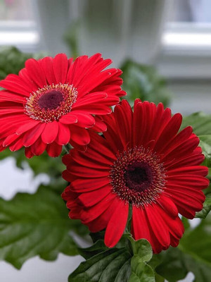 Aywal Hybrid Gerbera Seeds for All Season Gardening Seed(70 per packet)