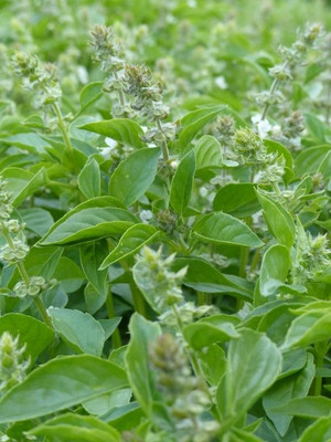 Qualtivate VVI-30 Lemon Basil 'Mrs. Burns' Seed(1000 per packet)