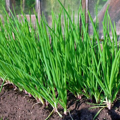WILLVINE Salad Onion - White Lisbon-[5000 Seeds] Seed(5000 per packet)