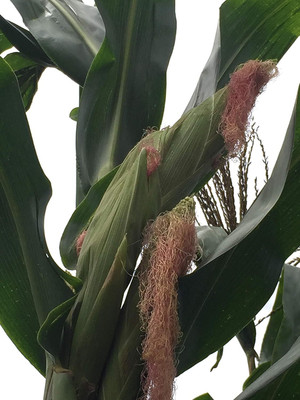 WILLVINE MEH -XI 1051-Corn Giant Peruvian-[25g] Seed(100 per packet)