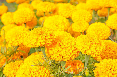 Bijaya Online Store marigold/gende ka phool flower seeds Seed(50 per packet)