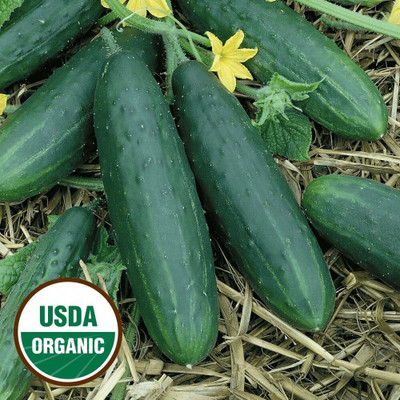 Qualtivate GBPT-2A Spacemaster Slicing Cucumber Seeds Seed(300 per packet)