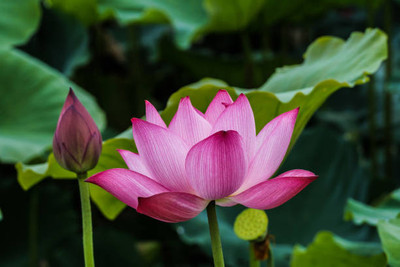 HYBRID lotus,kamal seeds Seed(14 per packet)