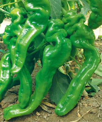 KNESSiN Pepper Screw King Seed(1250 per packet)