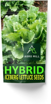 AGRO MILL HYBRID F1 PREMIUM QUALITY ICEBERG LETTUCE/SALAD PATTA FOR HOME KITCHEN GARDEN Seed(40 per packet)