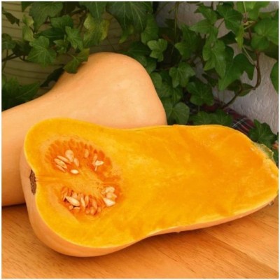 CYBEXIS Squash - Butternut - Hunter F1 Seeds100 Seeds Seed(100 per packet)