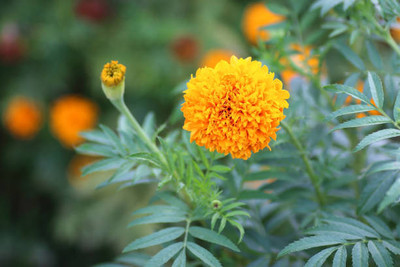 Qualtivative marigold/gende ka phool flower seeds Seed(50 per packet)