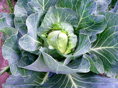WILLVINE ROX -IV Pointy Green Wakefield Cabbage Seeds [2.5g] Seed(750 per packet)