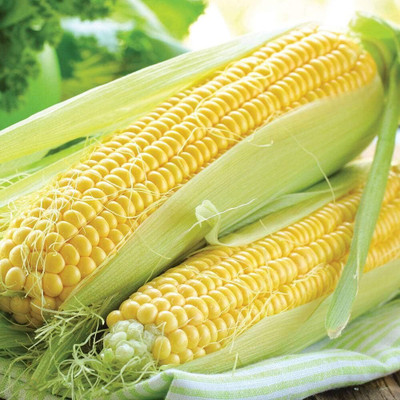KNESSiN Sweetcorn Lark Seed(1250 per packet)