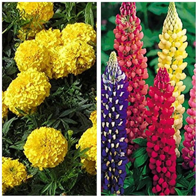 Aywal Marigold Orange & Lupine Mix Flower Seed(40 per packet)
