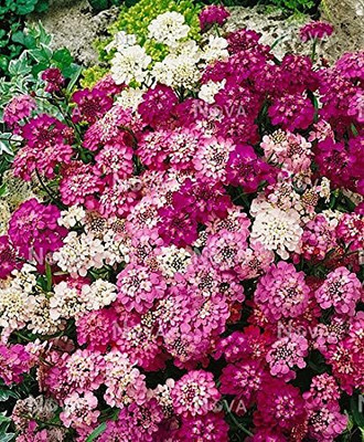 Aywal Candytuft Flower Seed - Dwarf Mix Flower Seed(40 per packet)
