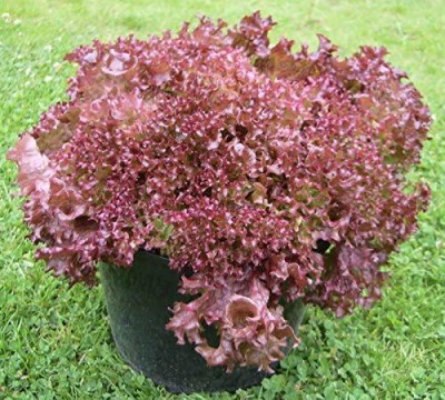 KNESSiN Lettuce LOLLO ROSSA Seed(500 per packet)