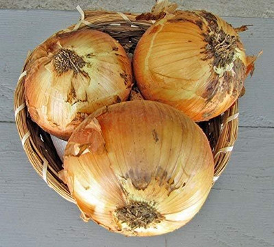 Qualtivate HUA-9A Riverside Sweet Spanish Onion Seeds Seed(500 per packet)