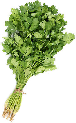 XOLDAA CORIANDER Seed(50 per packet)