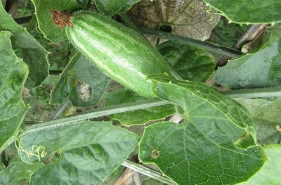 GREENSEA Parwal, Pointed Gourd, Potol hybrid Seed(19 per packet)