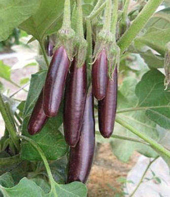 Aro Brinjal purple long, Brinjal, Eggplant Seed(70 per packet)