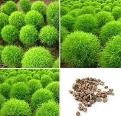 BSARKAR Hybrid kochia/ragweed seeds Seed(50 per packet)