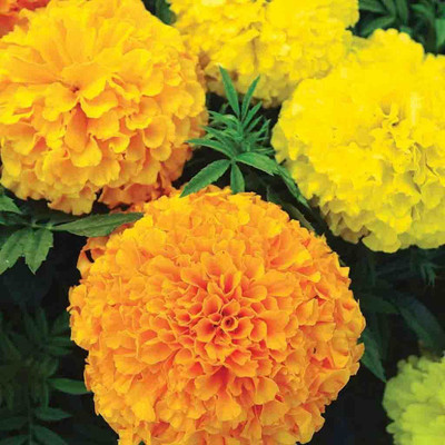 JAYANTAHALDER marigold, genda phool Seed(60 per packet)