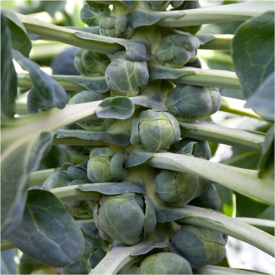 Biosnyg YRS-84 Brussels Sprout Long Island Improved (Brassica oleracea)-[800 Seeds] Seed(800 per packet)