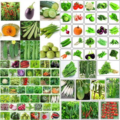 ibains Desi vegetable seeds biij 210 Seed(210 per packet)