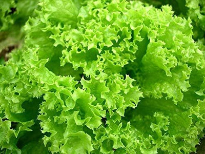Qualtivate XXX-1A Curly Leaf Lettuce Seed(300 per packet)