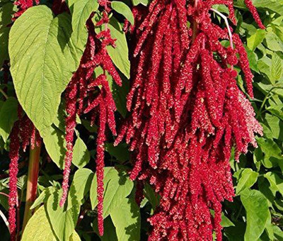 Aywal Amaranthus Hybrid Flower Seed(80 per packet)