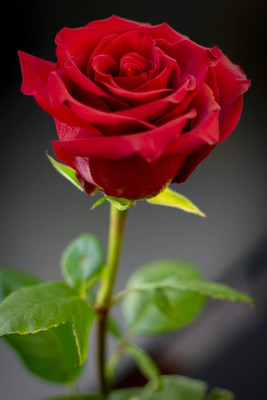 CRGO ROSE , GULAAB Seed(5 per packet)