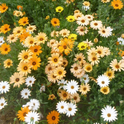 Quentova Dimorphotheca Mix Flower-TKK-7C Seed(75 per packet)