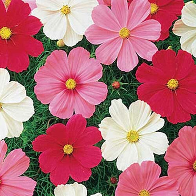 ZIXA Cosmos Sonata Mix Seed(10 per packet)