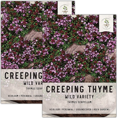 VibeX LX-81 - Magic Carpet Creeping Thyme - (450 Seeds) Seed(450 per packet)