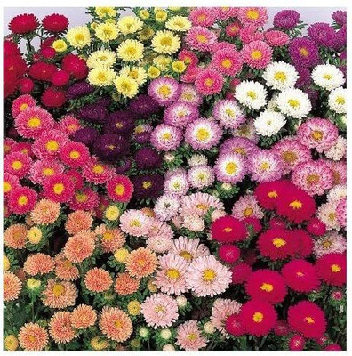 CYBEXIS Matsumoto Mix' / China Aster/Half Hardy Annual Seed(50 per packet)