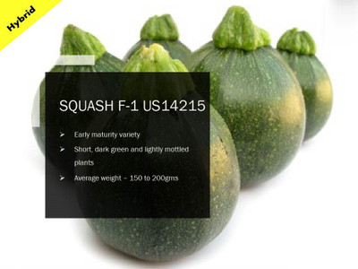 CYBEXIS SQUASH F-1 PUAS-14215 SEEDS(2000 Seeds) Seed(2000 per packet)