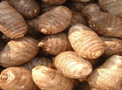 KANAYA Taro Root Arabi Beej Seed(11 per packet)