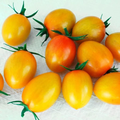 Biosnyg High Germination Sunset Torch Cherry Tomato Seeds For Gardening - (1000 Seeds) Seed(1000 per packet)