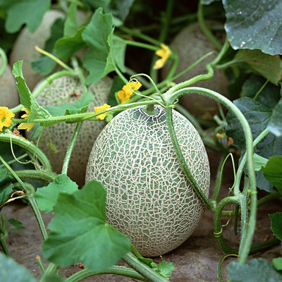 CYBEXIS Cantaloupe Musk Melon Seeds100 Seeds Seed(100 per packet)