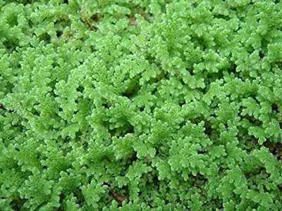wequality Hybird lemna minor seeds/azolla seeds 1449 Seed(1449 per packet)