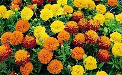 Lorvox African Marigold Flower Garden Seed(160 per packet)