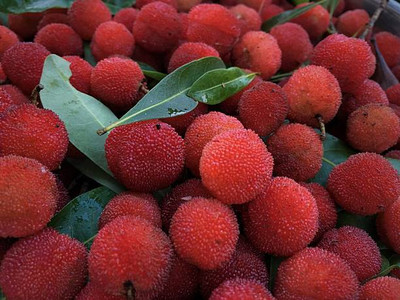 MAA LITCHI,LICHEE,LYCHEE Seed(10 per packet)